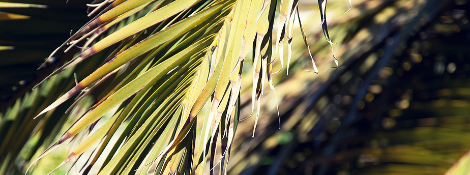 电话轰在线轰炸免费下载